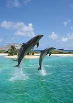 Изображение для печати на дверях-купе