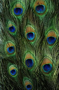 Изображение для печати на дверях-купе