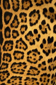 Изображение для печати на дверях-купе