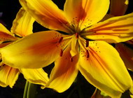 Изображение для печати на дверях-купе